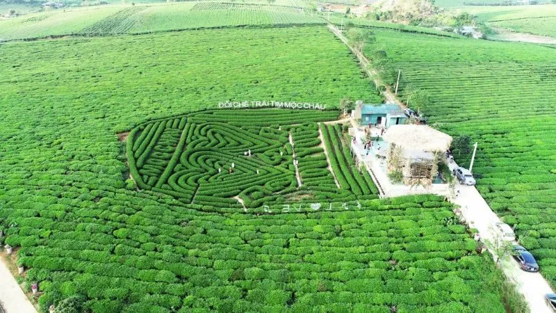 Đồi chè Trái Tim là một trong những hình ảnh quen thuộc nhất khi nhắc đến du lịch Mộc Châu